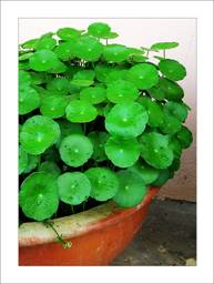 centella_Asiatica_water