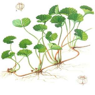 centella_asiatica